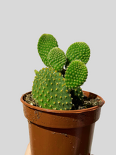 Load image into Gallery viewer, Bunny Ears Cactus
