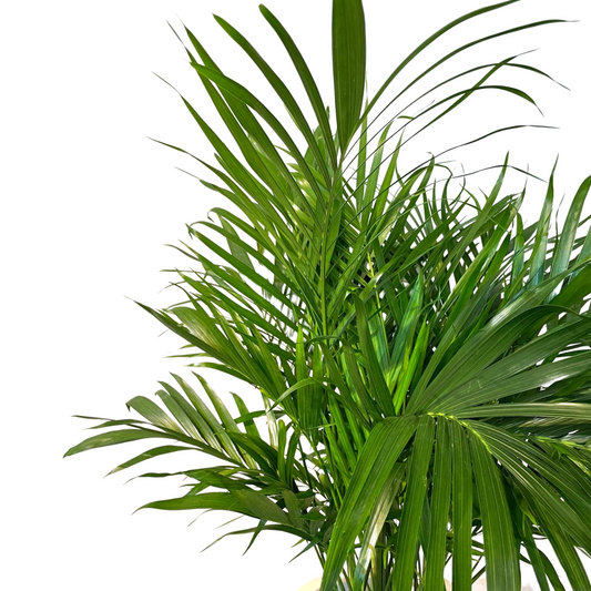 Cascade Palm