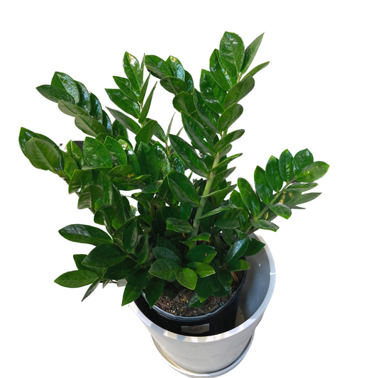 ZZ Plant Large
