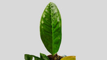 Load image into Gallery viewer, Anthurium Superbum
