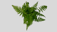 Load image into Gallery viewer, Rock Fern
