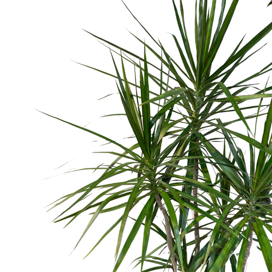 Large Dragon tree 5 ft. tall