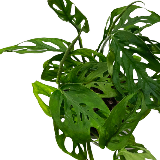 Monstera Adansonii