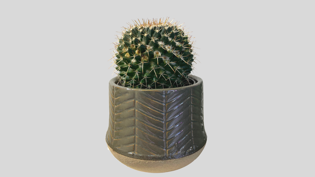 Silver Arrow Cactus