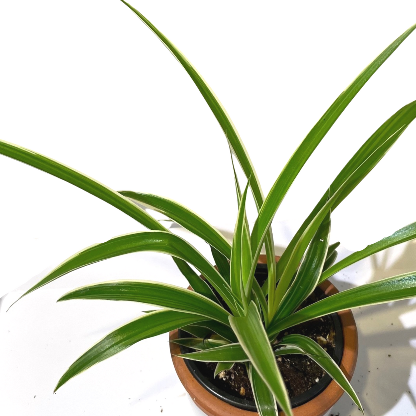 Spider Plant