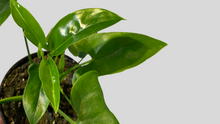 Load image into Gallery viewer, Philodendron Goeldii
