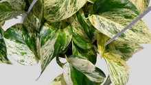 Load image into Gallery viewer, Marble Pothos Hanging Basket
