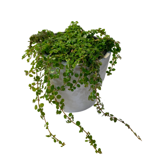 Sao Paulo Pilea