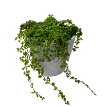 Load image into Gallery viewer, Sao Paulo Pilea
