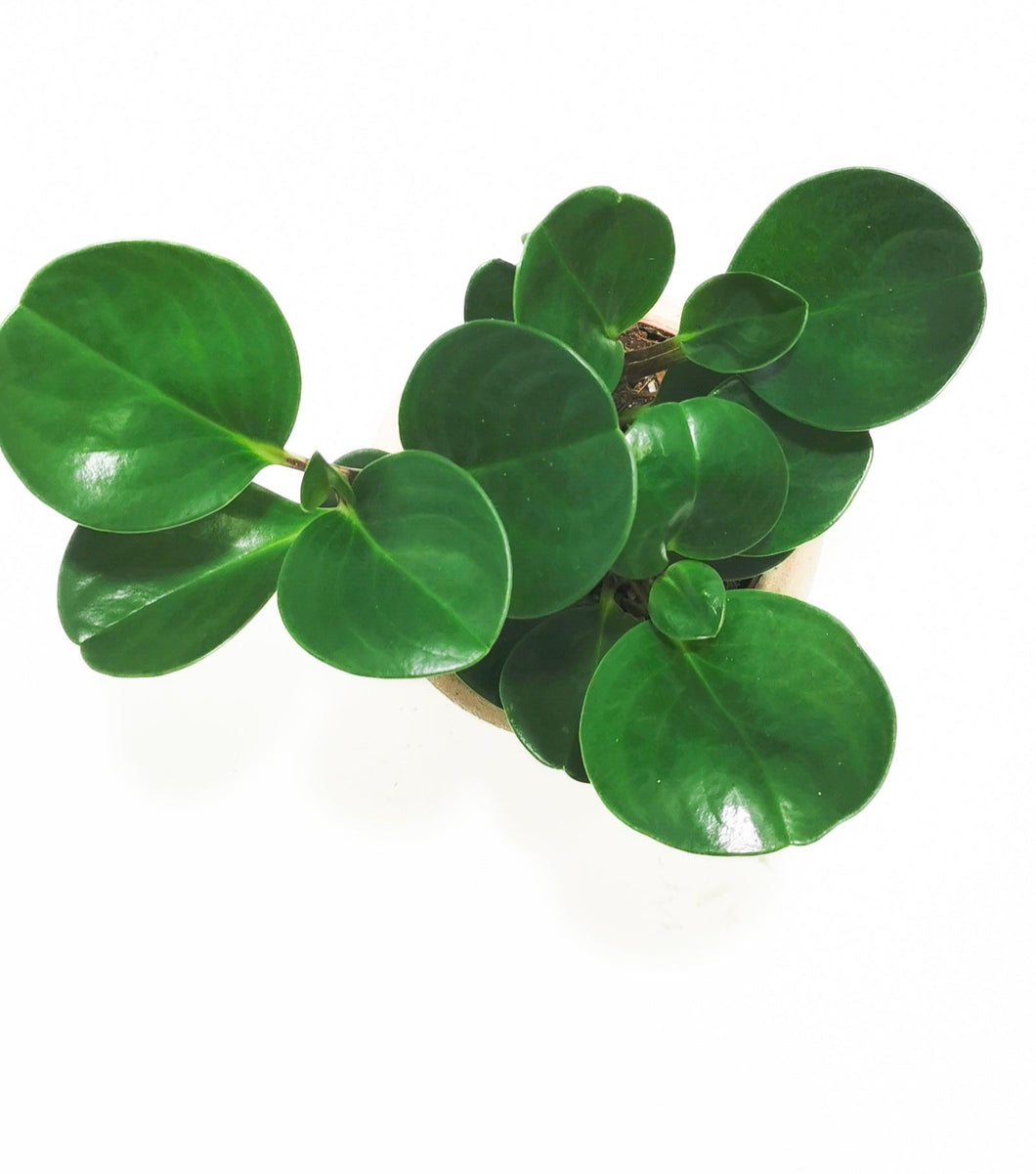 Peperomia obtusifolia