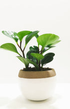 Load image into Gallery viewer, Peperomia obtusifolia
