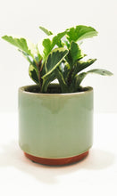 Load image into Gallery viewer, Peperomia obtusifolia
