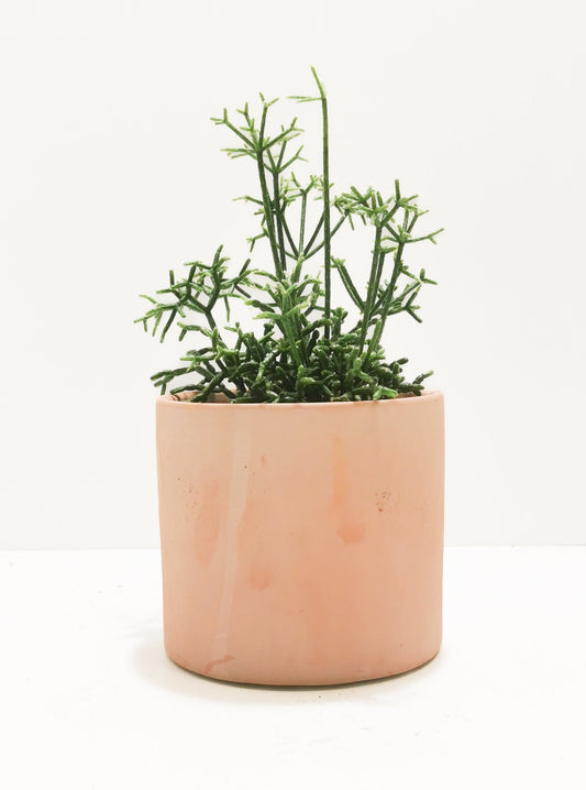Mistletoe Cactus