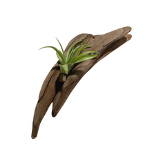 Load image into Gallery viewer, Driftwood Air Plant Holders - 1 Plant

