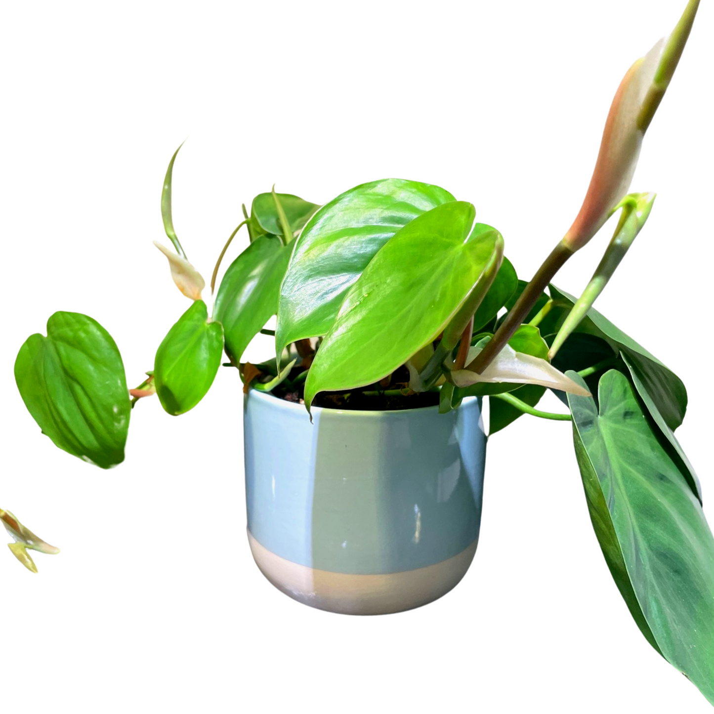 Robin Egg Planter