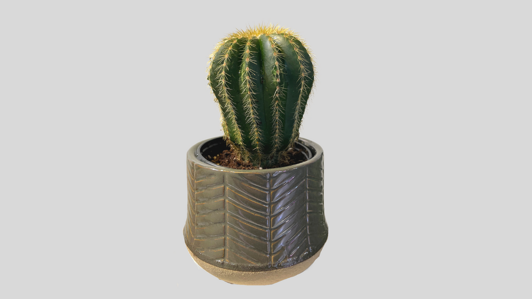 Balloon Cactus