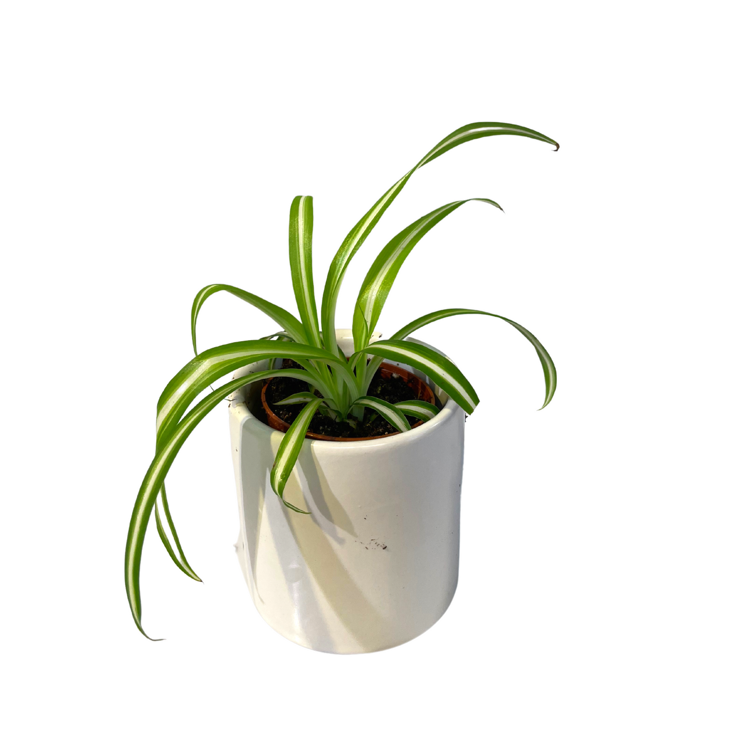 Spider Plant