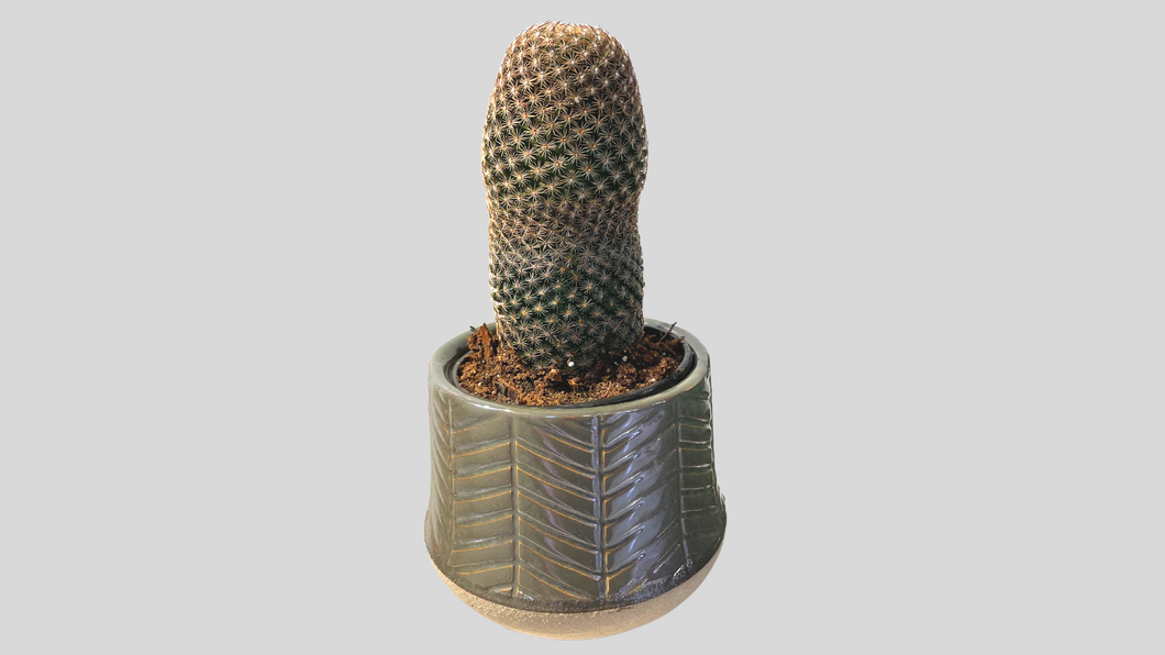 Thumb Cactus