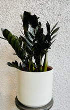 Load image into Gallery viewer, White Phoebe Planter
