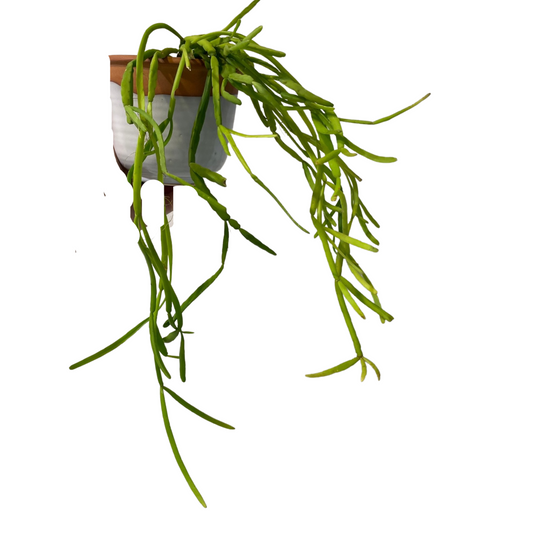 Rhipsalis micrantha