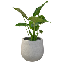 Load image into Gallery viewer, Fincostone Planters
