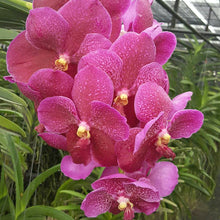 Load image into Gallery viewer, Vanda Orchid
