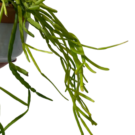 Rhipsalis micrantha