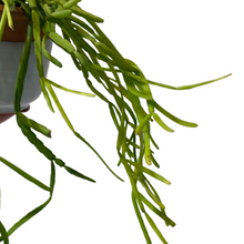 Load image into Gallery viewer, Rhipsalis micrantha
