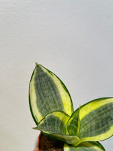 Load image into Gallery viewer, 2in Sansevieria Rosette Hahnii Mix-snake plant - JUSTPLANTS
