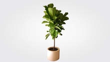 Load image into Gallery viewer, Ficus Lyrata Standard

