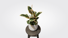 Load image into Gallery viewer, Ficus tineke
