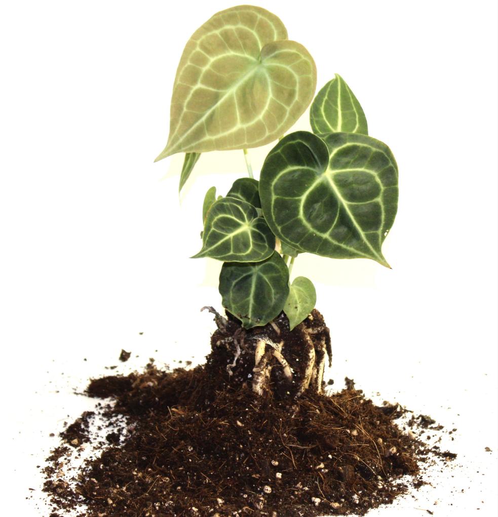Potting soil -General mix-