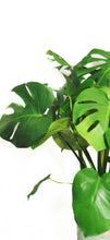 Load image into Gallery viewer, Large Monstera Deliciosa
