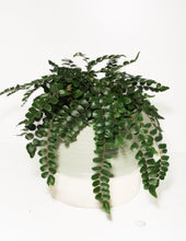 Load image into Gallery viewer, Button Fern - JUSTPLANTS
