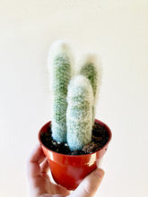 Load image into Gallery viewer, Assorted Cacti
