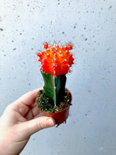 Load image into Gallery viewer, Assorted Grafted Cacti
