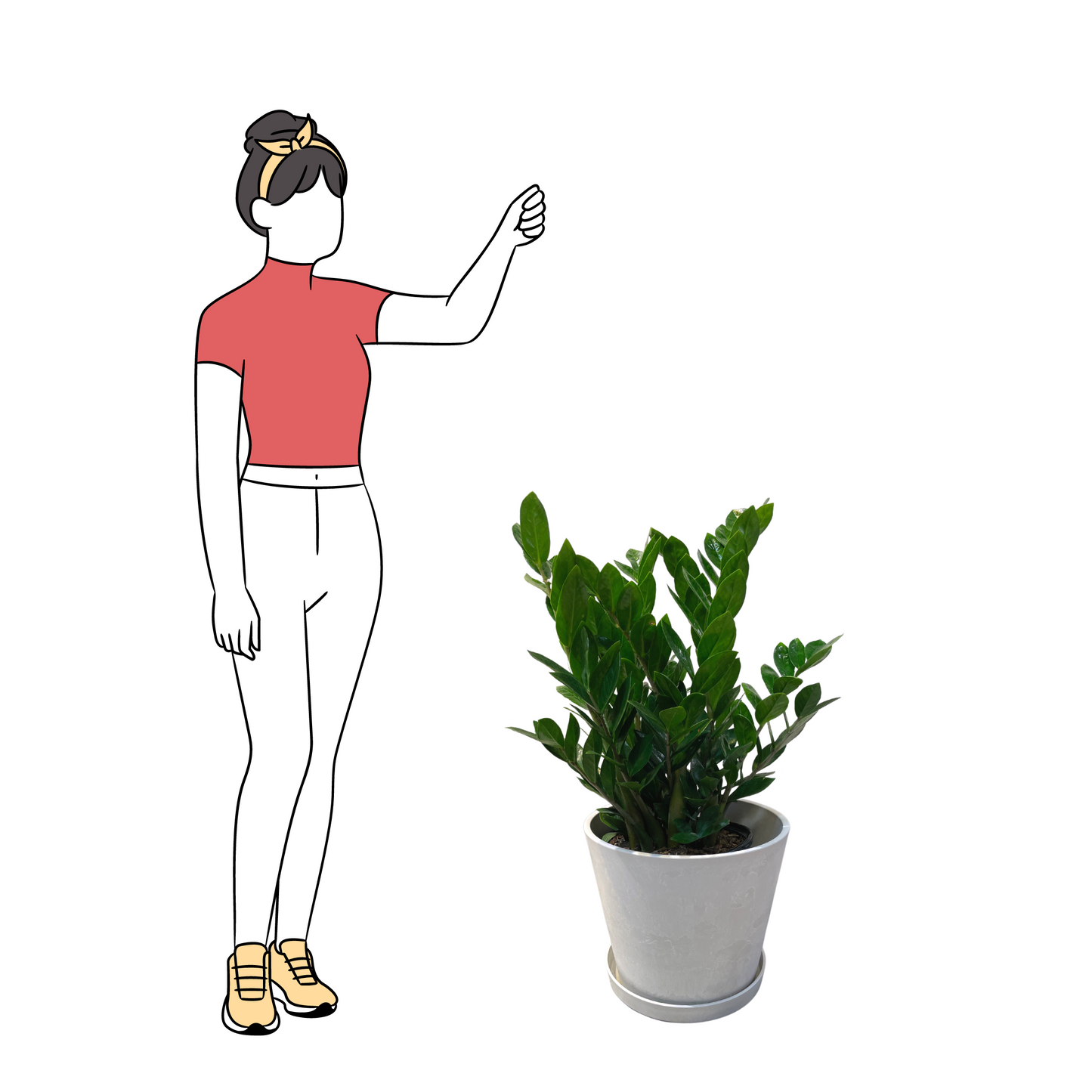 ZZ Plant Large