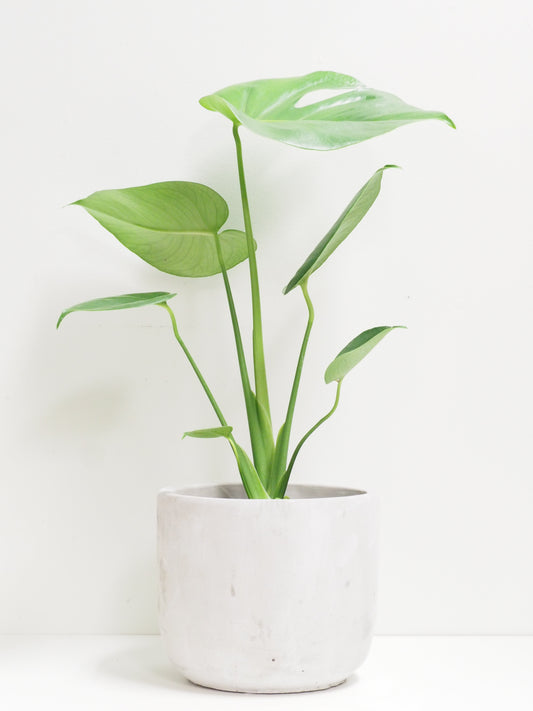 Monstera Deliciosa
