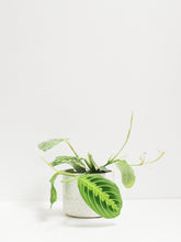 Load image into Gallery viewer, Prayer Plant Lemon Lime
