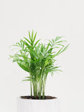 Load image into Gallery viewer, Bella palm - JUSTPLANTS
