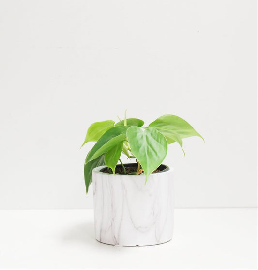Philodendron Heart