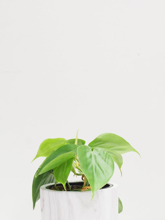 Philodendron Heart