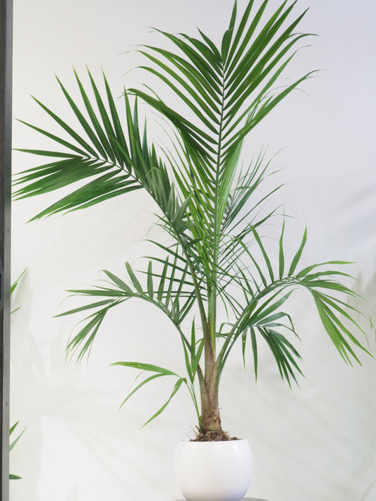 Majesty Palm