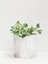 Load image into Gallery viewer, Ficus triangularis variegata
