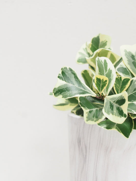 Ficus triangularis variegata