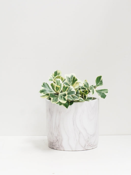 Ficus triangularis variegata
