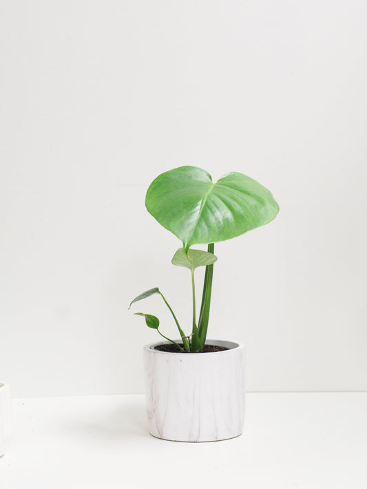Monstera Deliciosa