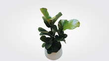 Load image into Gallery viewer, Small Fiddle-Leaf fig &quot;Bush&quot;
