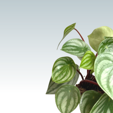 Load image into Gallery viewer, Peperomia Watermelon
