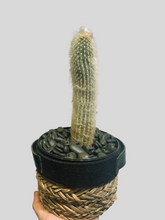 Load image into Gallery viewer, Potted Fuzzy Cactus
